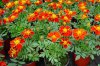 tagetes druhy 1
