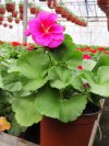 pelargonium zonale, tmavě růžové