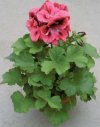 pelargonium grandiflorum 3
