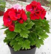 pelargonium grandiflorum 4