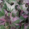 Ipomoea batatas ,tricolor