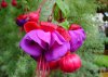 fuchsia 