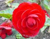 begonie tuberhybrida druhy 2
