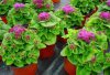 ageratum