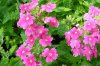 verbena druhy 3