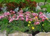 dianthus chinensis druhy vysadba