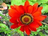 gazania rigens 