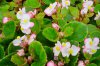 begonie semperflorens druhy 4