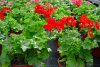 pelargonium peltatum druhy 8