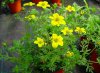 bidens ferulifolia