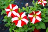 petunia druhy 11