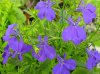 lobelia erinus druhy 5