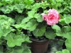 pelargonium peltatum, sv. růžové, plný květ