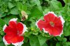 petunia druhy 5