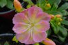 lewisia 1