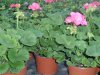 pelargonium 1