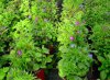 lobelia erinus druhy  1