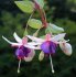fuchsia  