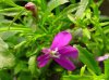 lobelia erinus druhy 2