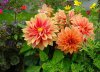 dahlia hortensis druhy 2