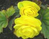 begonie tuberhybrida druhy 3