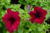petunia druhy 3