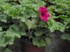 pelargonium grandiflorum, muškát anglický, královský