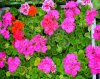 pelargonium zonale druhy 3