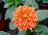 dahlia hortensis druhy 1