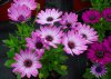 osteospermum ecklonis druhy 5