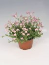 gypsophila repens