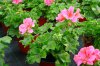 pelargonium peltatum druhy 9