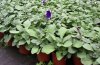 petunia 3