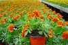 tagetes druhy 5