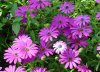 osteospermum ecklonis druhy