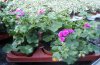 pelargonium 5