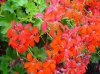 pelargonium peltatum jednoduché