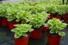 plectranthus coleoides