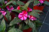 impatiens neu guinea druhy 1