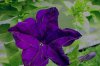 petunia druhy 1