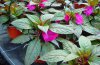 impatiens 2