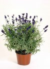 lavandula angusifolia
