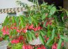 begonia boliviensis