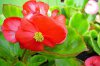 begonie semperflorens druhy 2