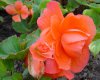 begonie tuberhybrida druhy