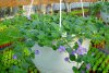 bacopa druhy 2