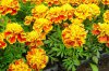 tagetes druhy 4