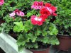 pelargonium grandiflorum, muškát anglický, královský