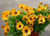 osteospermum ecklonis druhy 1
