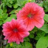 petunia druhy 6